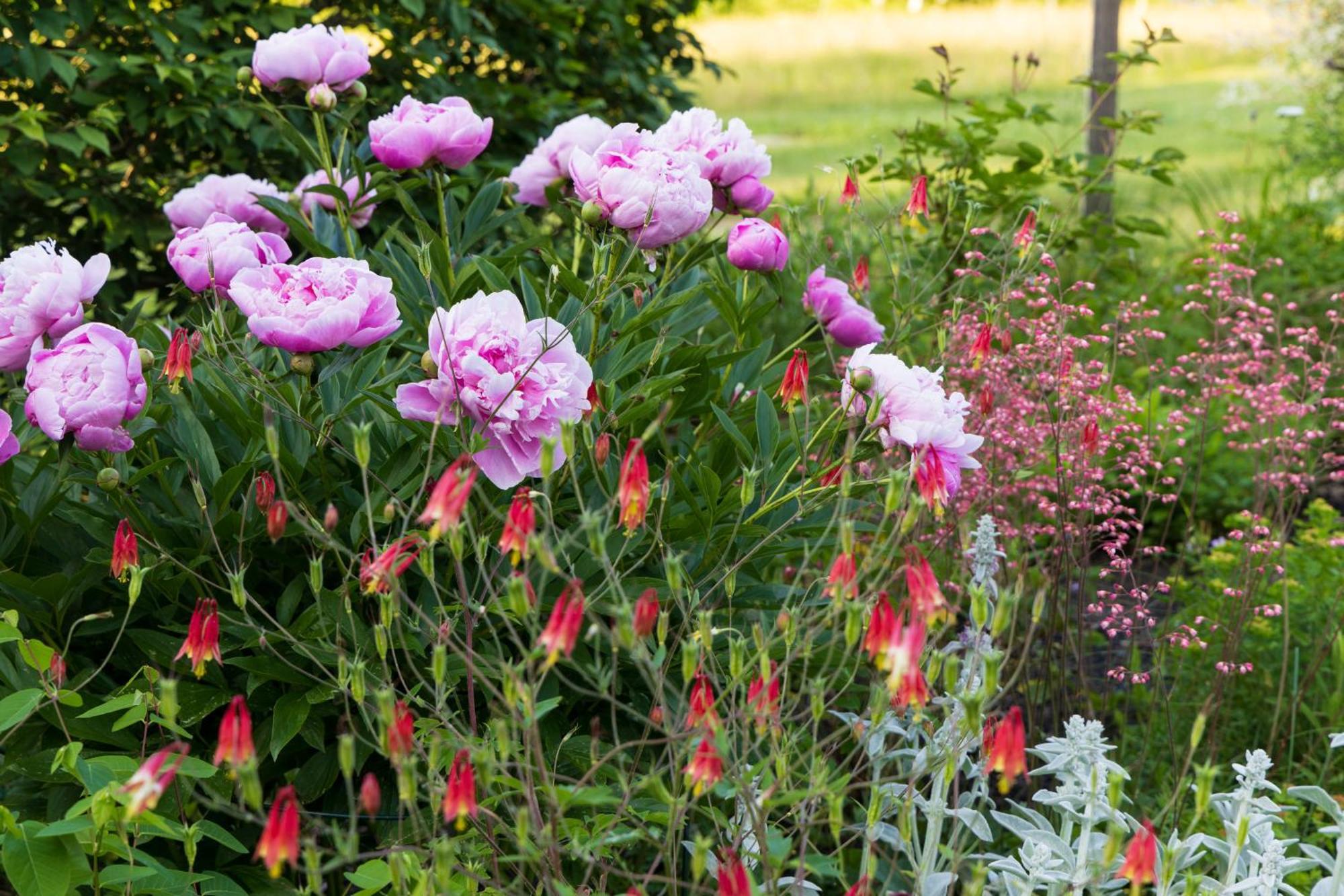 Maguire House Bed And Breakfast Ashburnham Exterior foto